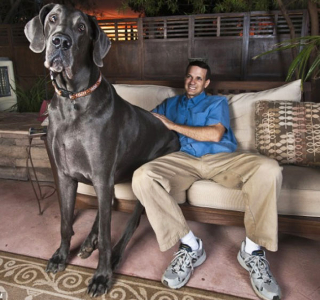 Chú chó khổng lồ Dane của của anh George, Mỹ. Mọi người thường quen thuộc với chú chó Dane lớn nhất thế giới nặng tới 110kg và mỗi tháng tiêu hóa hết tới gần 50kg bột khô. 